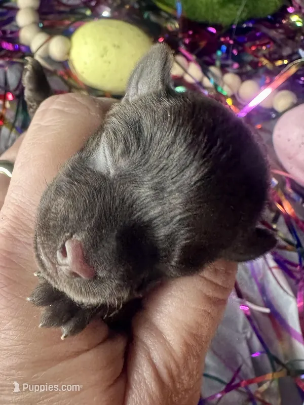 Kokos M #3 SCOUT – Miniature Schnauzer puppy for sale in Riceville, TN