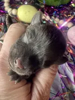 Kokos M #3 SCOUT, a male Miniature Schnauzer for sale in Riceville, TN – Photo 1 of 4