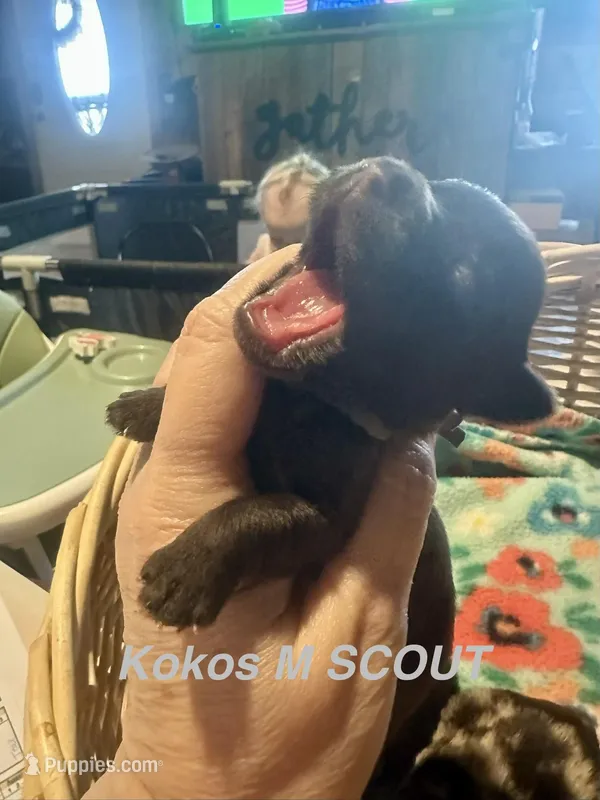 Kokos M #3 SCOUT – Miniature Schnauzer puppy for sale in Riceville, TN