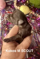Kokos M #3 SCOUT, a male Miniature Schnauzer for sale in Riceville, TN – Photo 2 of 4