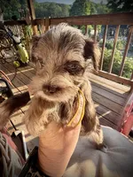 Kokos F #8 HEIDI, a male Miniature Schnauzer for sale in Riceville, TN – Photo 4 of 8