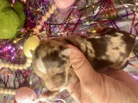 Kokos F #8 HEIDI, a male Miniature Schnauzer for sale in Riceville, TN – Photo 2 of 8