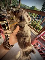 Kokos F #8 HEIDI, a male Miniature Schnauzer for sale in Riceville, TN – Photo 3 of 8