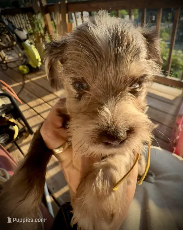 Kokos F #8 HEIDI – Miniature Schnauzer puppy for sale in Riceville, TN
