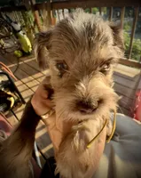 Kokos F #8 HEIDI, a male Miniature Schnauzer for sale in Riceville, TN – Photo 1 of 8