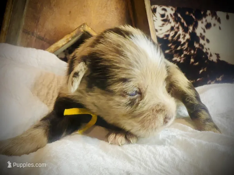 Kokos F #8 HEIDI – Miniature Schnauzer puppy for sale in Riceville, TN