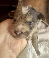 Kokos F #8 HEIDI, a male Miniature Schnauzer for sale in Riceville, TN – Photo 7 of 8