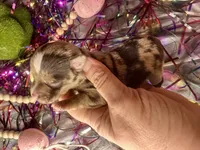 Kokos F #8 HEIDI, a male Miniature Schnauzer for sale in Riceville, TN – Photo 7 of 8