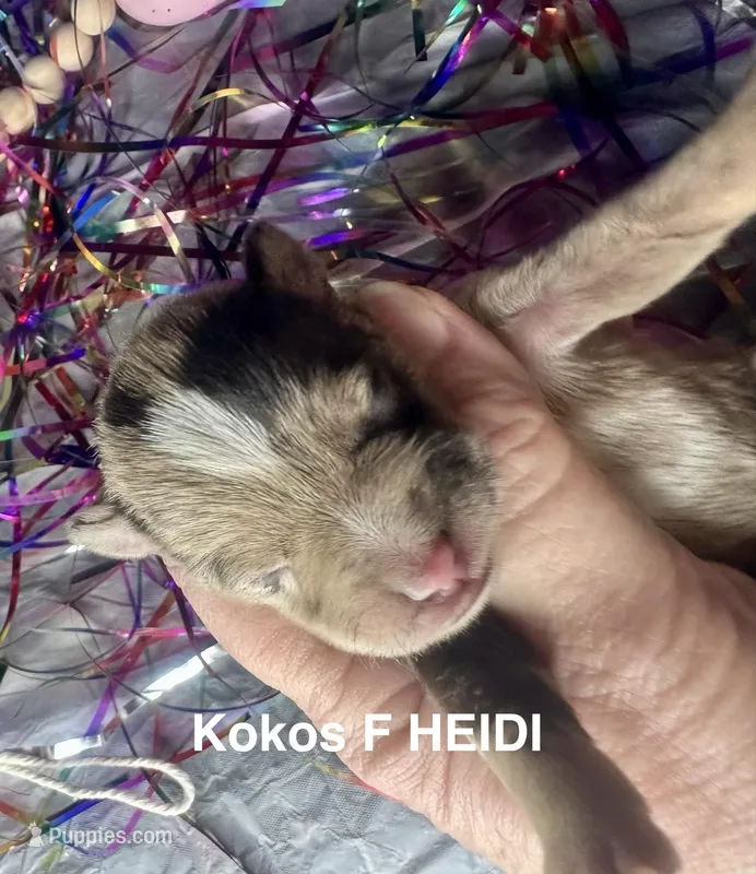 Kokos F #8 HEIDI – Miniature Schnauzer puppy for sale in Riceville, TN