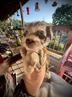 Kokos F #8 HEIDI, a male Miniature Schnauzer for sale in Riceville, TN – Photo 2 of 8