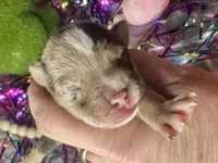 Kokos F #8 HEIDI, a male Miniature Schnauzer for sale in Riceville, TN – Photo 3 of 8