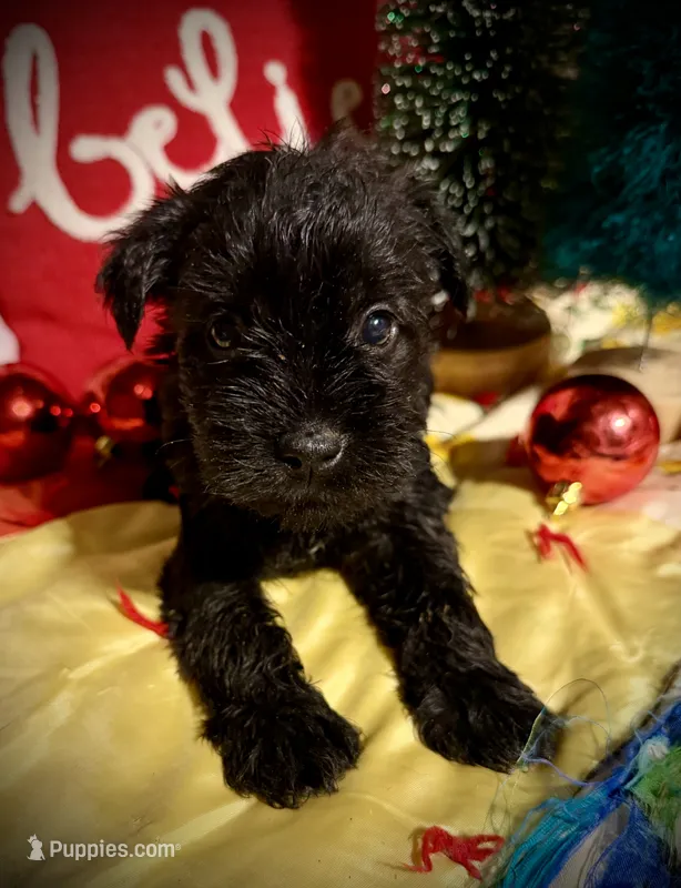 Kylees RANDEL – Miniature Schnauzer puppy for sale in Riceville, TN