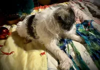 Kylees DOLLY, a female Miniature Schnauzer for sale in Riceville, TN – 6 of 9
