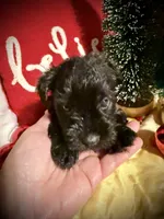 Kylees RANDEL, a male Miniature Schnauzer for sale in Riceville, TN – 5 of 7