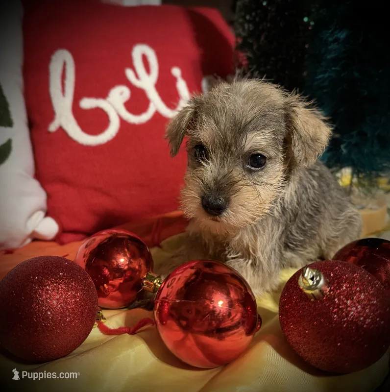 Kylees STELLA – Miniature Schnauzer puppy for sale in Riceville, TN