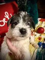 Kylees DOLLY, a female Miniature Schnauzer for sale in Riceville, TN – 5 of 9