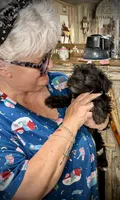 Kookee, a female Miniature Schnauzer for sale in Riceville, TN – 4 of 10