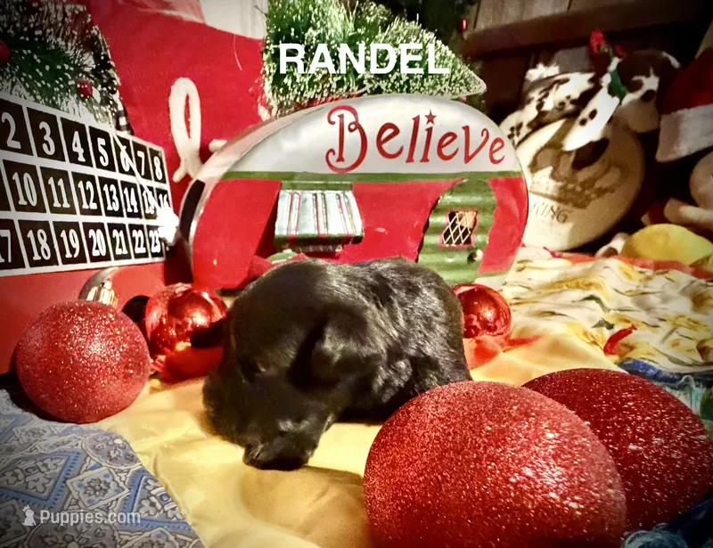 Kylees RANDEL – Miniature Schnauzer puppy for sale in Riceville, TN