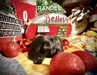 Kylees RANDEL, a male Miniature Schnauzer for sale in Riceville, TN – 1 of 6