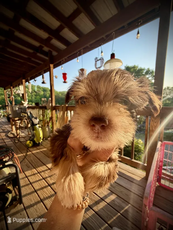 Kokos M #5 SNICKERS – Miniature Schnauzer puppy for sale in Riceville, TN