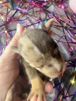 Kokos M #5 SNICKERS, a male Miniature Schnauzer for sale in Riceville, TN – Photo 2 of 6