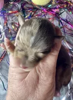 Kokos M #5 SNICKERS, a male Miniature Schnauzer for sale in Riceville, TN – Photo 5 of 6