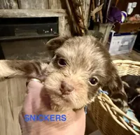 Kokos M #5 SNICKERS, a male Miniature Schnauzer for sale in Riceville, TN – Photo 6 of 10