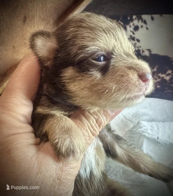 Kokos M #5 SNICKERS – Miniature Schnauzer puppy for sale in Riceville, TN