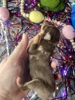 Kokos M #5 SNICKERS, a male Miniature Schnauzer for sale in Riceville, TN – Photo 6 of 6