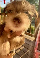 Kokos M #5 SNICKERS, a male Miniature Schnauzer for sale in Riceville, TN – Photo 3 of 10