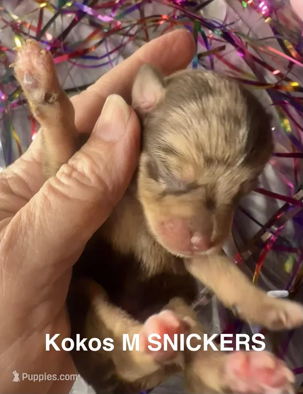 Kokos M #5 SNICKERS – Miniature Schnauzer puppy for sale in Riceville, TN