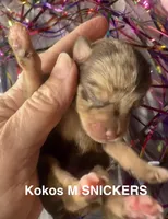 Kokos M #5 SNICKERS, a male Miniature Schnauzer for sale in Riceville, TN – Photo 1 of 6