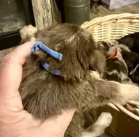Kokos M #5 SNICKERS, a male Miniature Schnauzer for sale in Riceville, TN – Photo 2 of 10