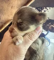 Kokos M #5 SNICKERS, a male Miniature Schnauzer for sale in Riceville, TN – Photo 5 of 10