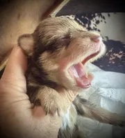 Kokos M #5 SNICKERS, a male Miniature Schnauzer for sale in Riceville, TN – Photo 9 of 10