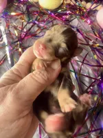 Kokos M #5 SNICKERS, a male Miniature Schnauzer for sale in Riceville, TN – Photo 3 of 6