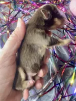 Kokos M #5 SNICKERS, a male Miniature Schnauzer for sale in Riceville, TN – Photo 4 of 6