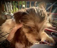 Kokos M #5 SNICKERS, a male Miniature Schnauzer for sale in Riceville, TN – Photo 10 of 10
