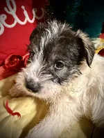 Kylees DOLLY, a female Miniature Schnauzer for sale in Riceville, TN – 2 of 9