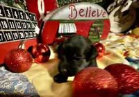 Kylees RANDEL, a male Miniature Schnauzer for sale in Riceville, TN – 5 of 6