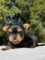 Tea Cup Girl, a female Yorkshire Terrier for sale in Bells, TX – 4 of 9