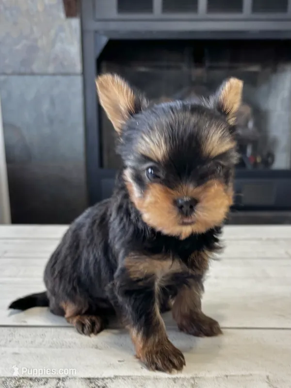 Tea Cup Girl – Yorkshire Terrier puppy for sale in Bells, TX