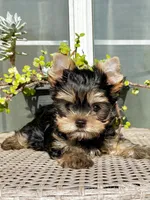 Baby Boy 097, a male Yorkshire Terrier for sale in Bells, TX – 2 of 5
