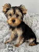 Baby boy 308, a male Yorkshire Terrier for sale in Bells, TX – Photo 1 of 8