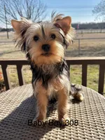 Baby boy 308, a male Yorkshire Terrier for sale in Bells, TX – Photo 1 of 9