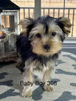 Baby boy 308, a male Yorkshire Terrier for sale in Bells, TX – Photo 2 of 8