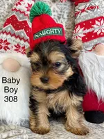 Baby boy 308, a male Yorkshire Terrier for sale in Bells, TX – Photo 4 of 8