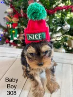 Baby boy 308, a male Yorkshire Terrier for sale in Bells, TX – Photo 3 of 8