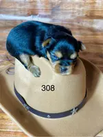 Baby boy 308, a male Yorkshire Terrier for sale in Bells, TX – Photo 6 of 8