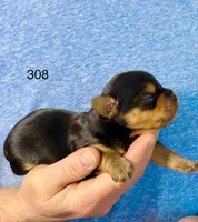 Baby boy 308, a male Yorkshire Terrier for sale in Bells, TX – Photo 7 of 8